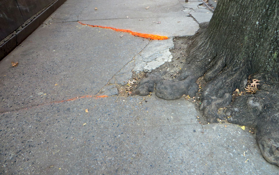 Sidewalk vs Trees who wins? | California Urban Forests Council