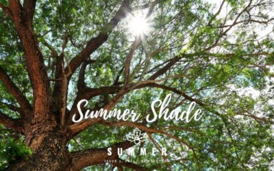 Summer Shade: Cool Retreats Under the Trees