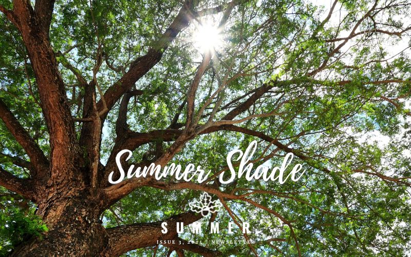 Summer Shade: Cool Retreats Under the Trees